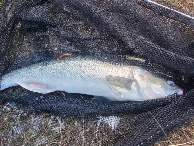 Zander
