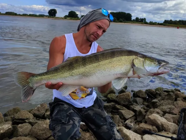 Zander