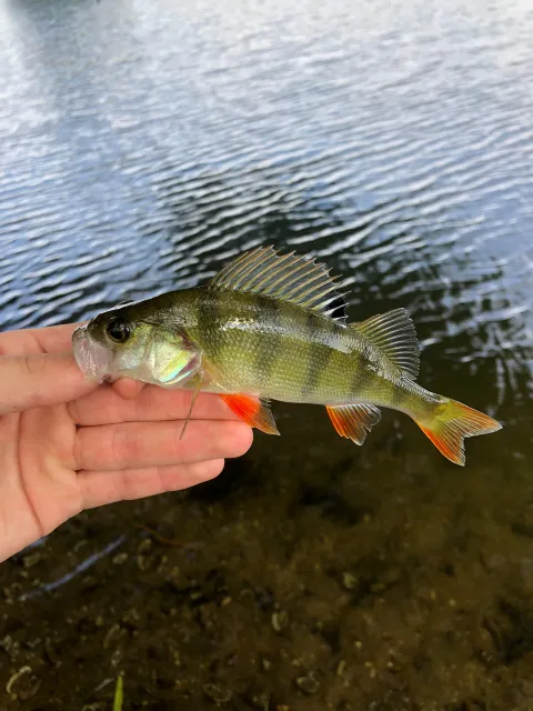 Flussbarsch
