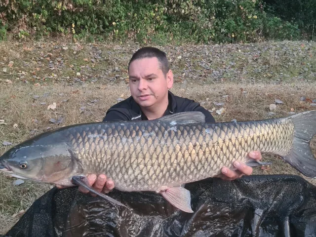 Graskarpfen