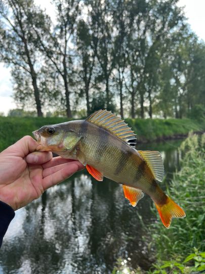 Flussbarsch