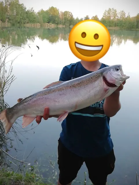 Regenbogenforelle