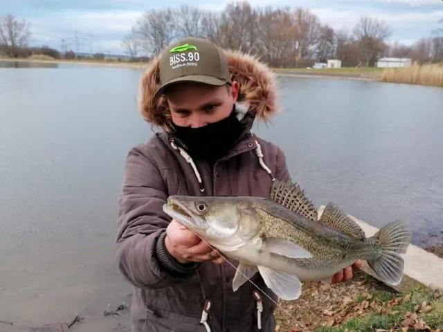 Zander