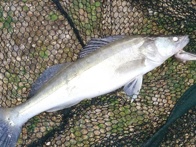 Zander