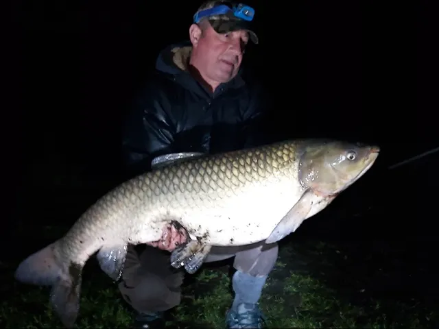 Graskarpfen