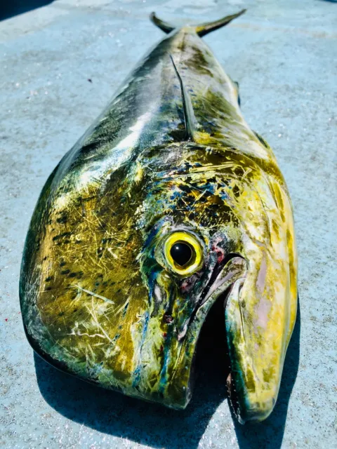 Goldmakrele
