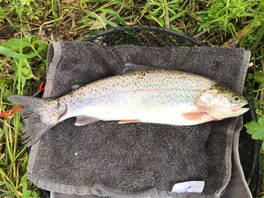 Regenbogenforelle