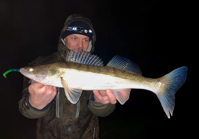 Zander