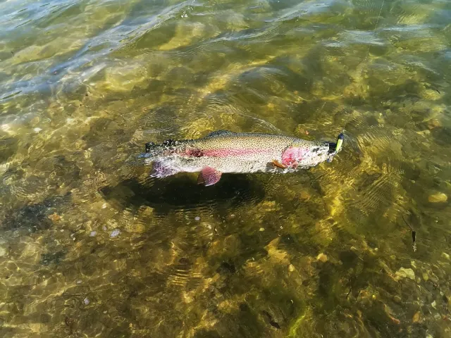 Regenbogenforelle