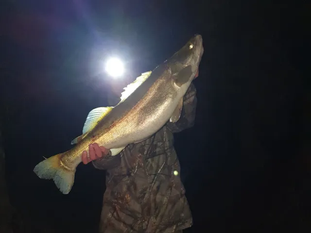 Zander