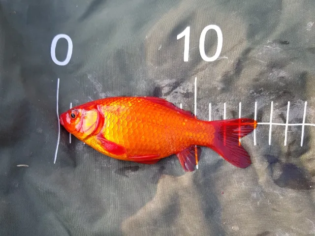 Goldfisch