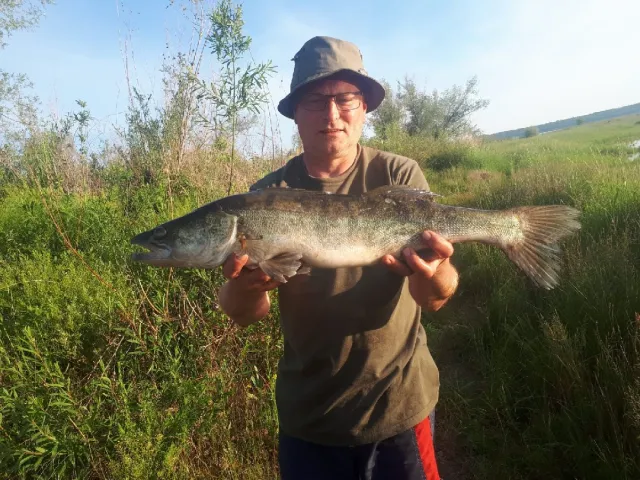 Zander