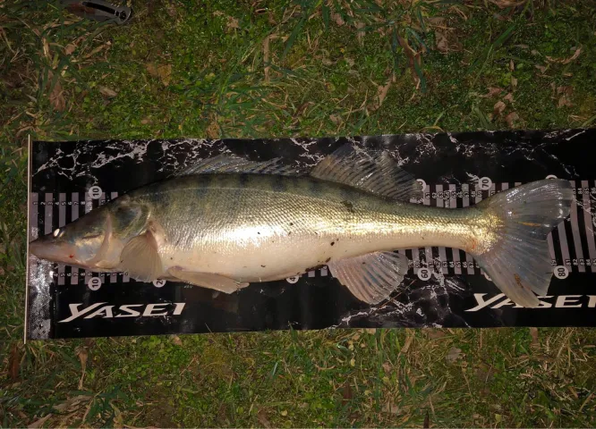 Zander