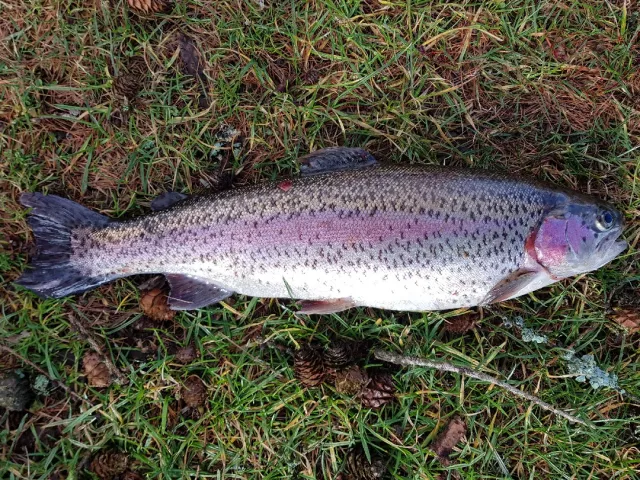 Regenbogenforelle