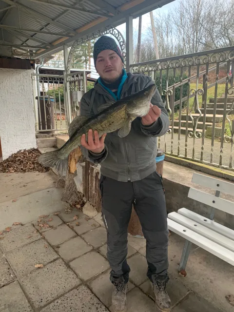 Zander