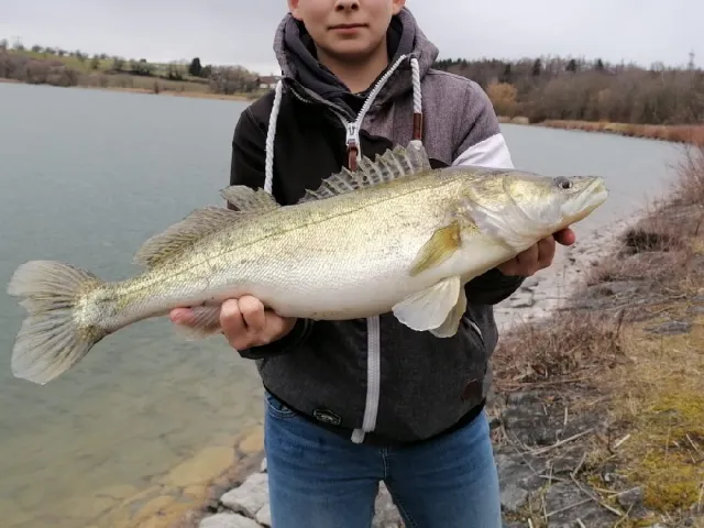 Zander