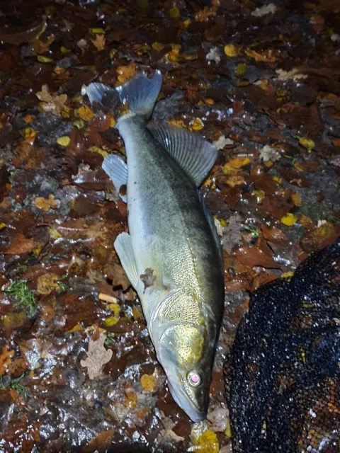 Zander