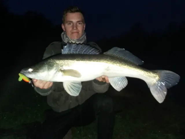 Zander