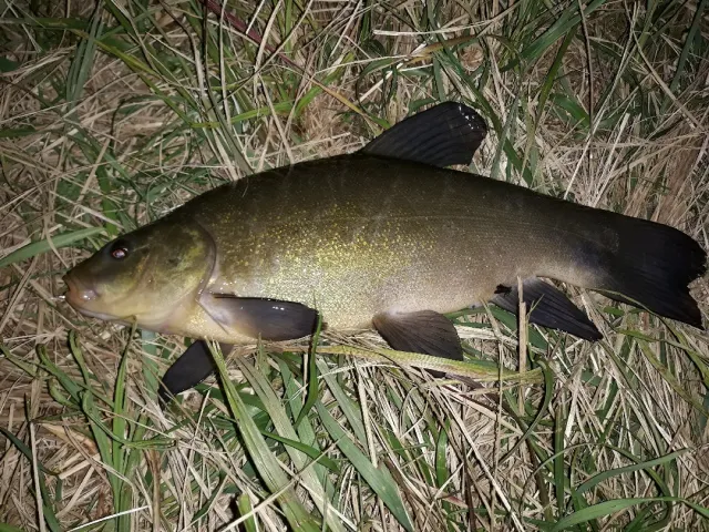 Schleie