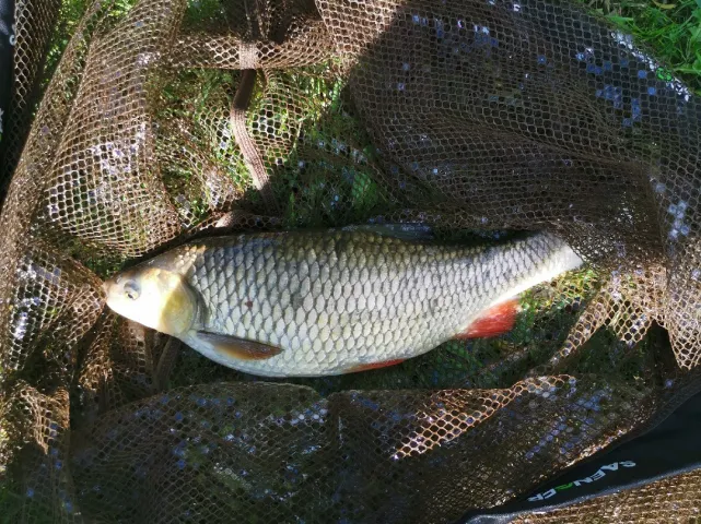 Döbel