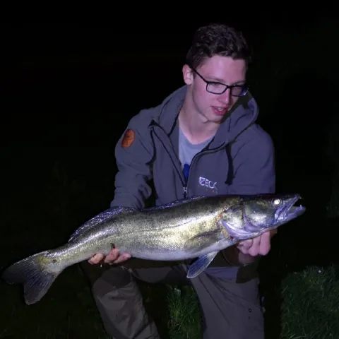 Zander