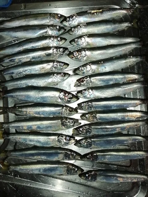 Hering
