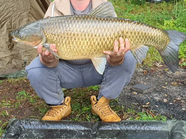 Graskarpfen