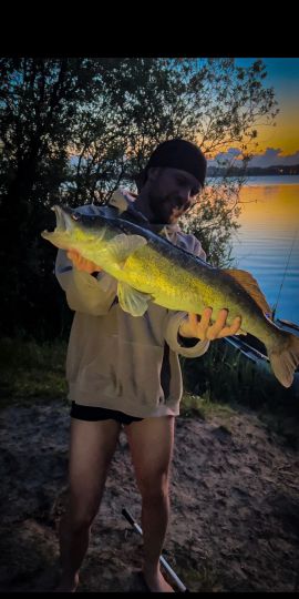 Zander