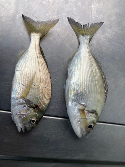 Dorade