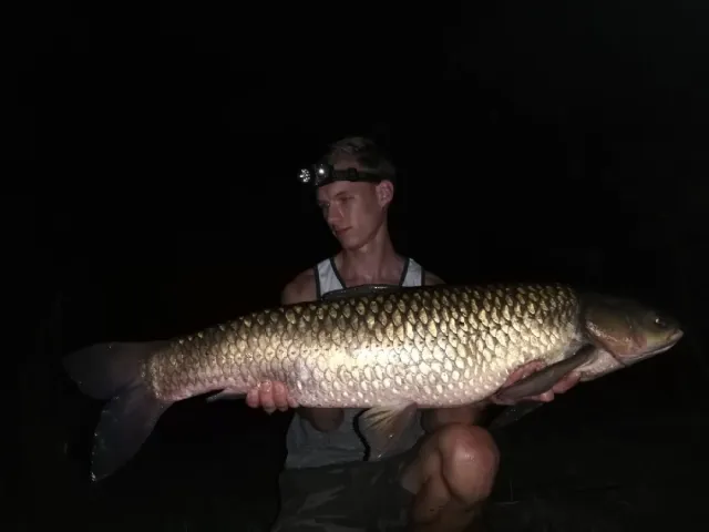 Graskarpfen