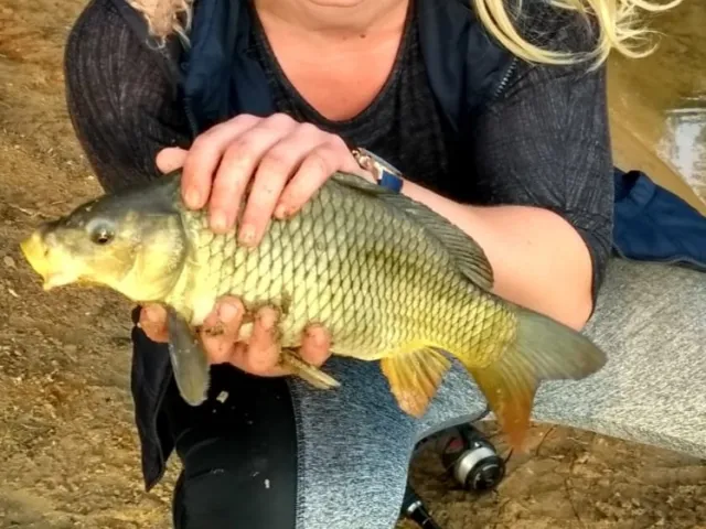 Karpfen