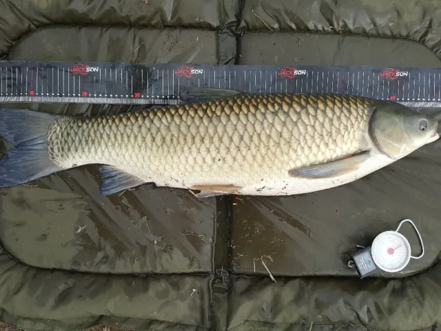 Graskarpfen