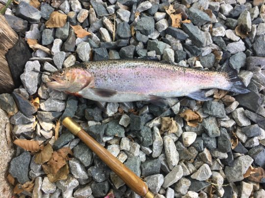 Regenbogenforelle
