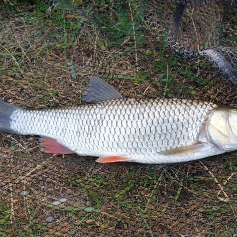 Döbel