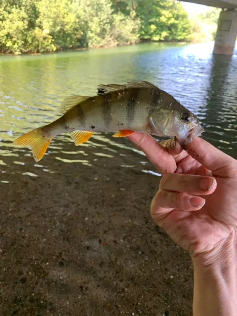Flussbarsch