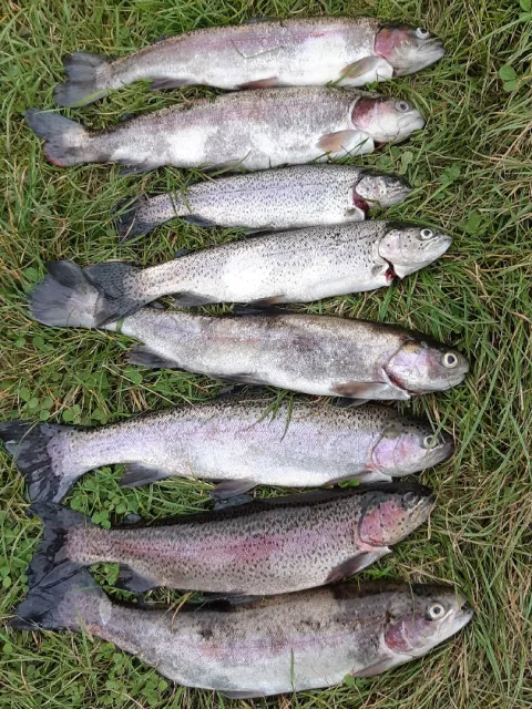 Regenbogenforelle