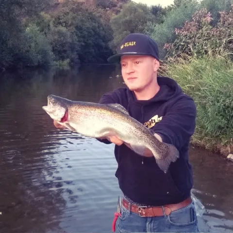 Regenbogenforelle