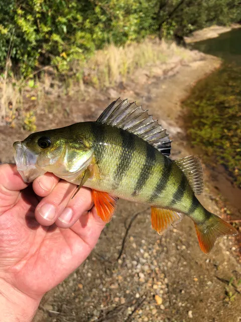 Flussbarsch