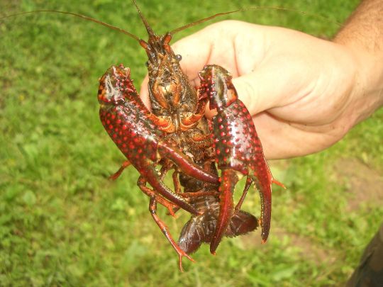 Roter amerikanischer Sumpfkrebs