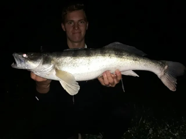Zander