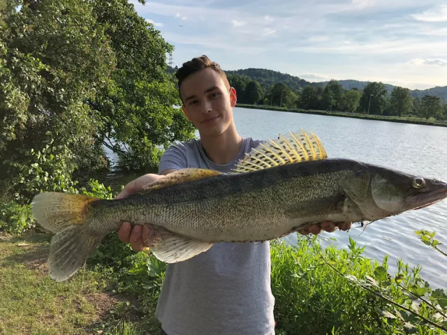 Zander