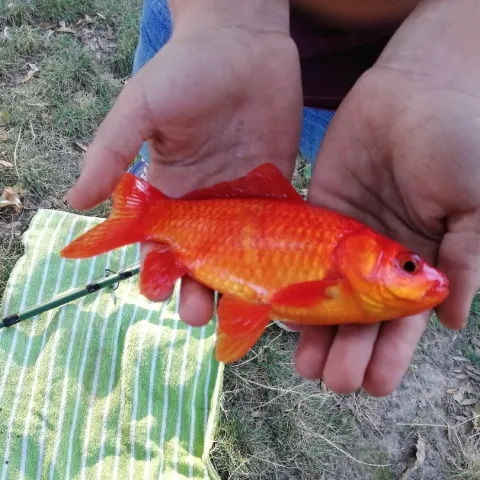 Goldfisch