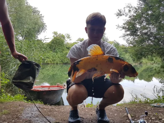 Zander