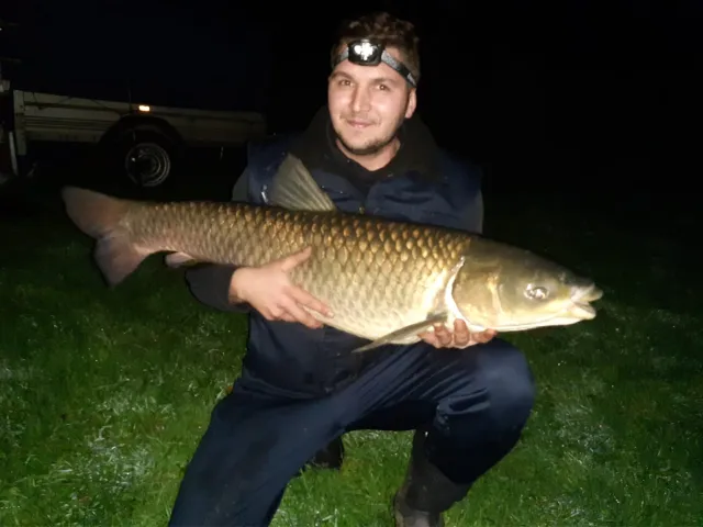 Graskarpfen