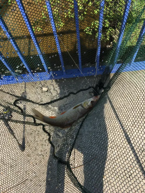 Döbel