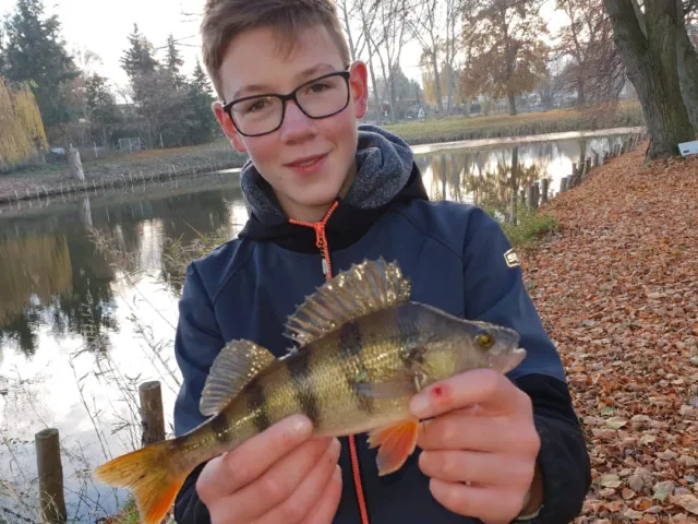 Flussbarsch