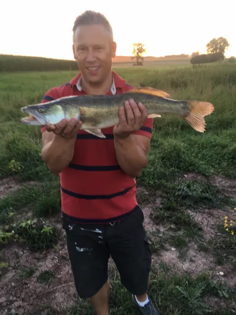 Zander