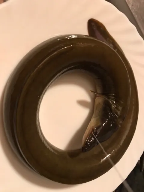 Aal