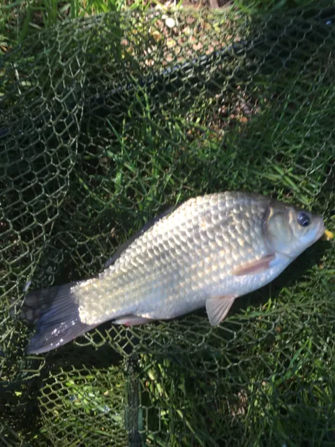 Giebel