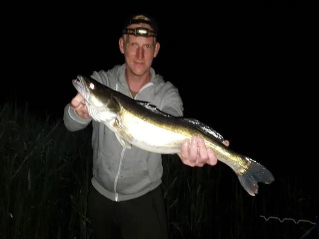 Zander
